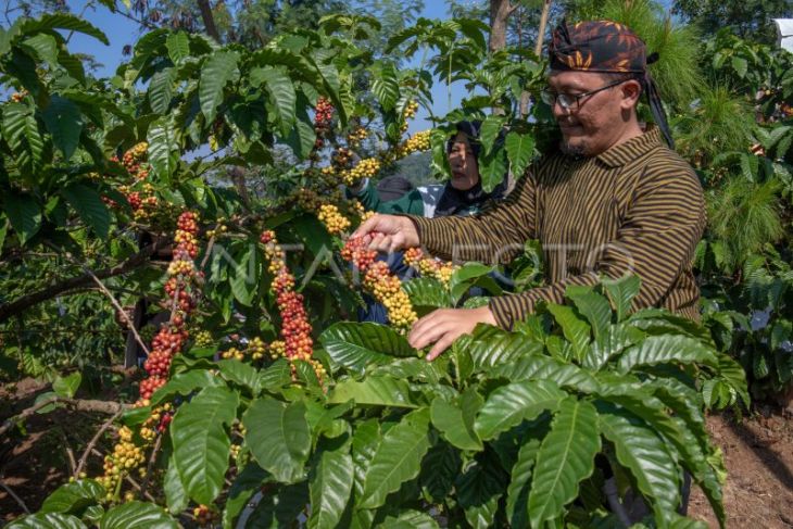 Tradisi wiwit panen raya kopi