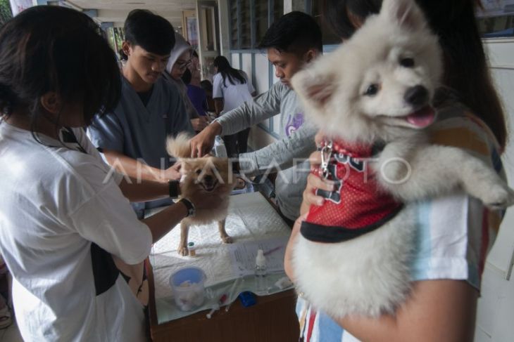 Pemeriksaan kesehatan hewan di UKSW