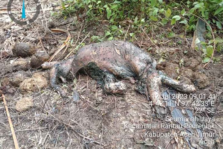 Anak gajah ditemukan mati di area perusahaan sawit di Aceh Timur