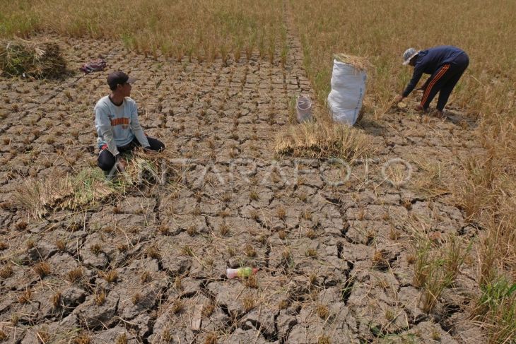 Gagal panen padi akibat kemarau