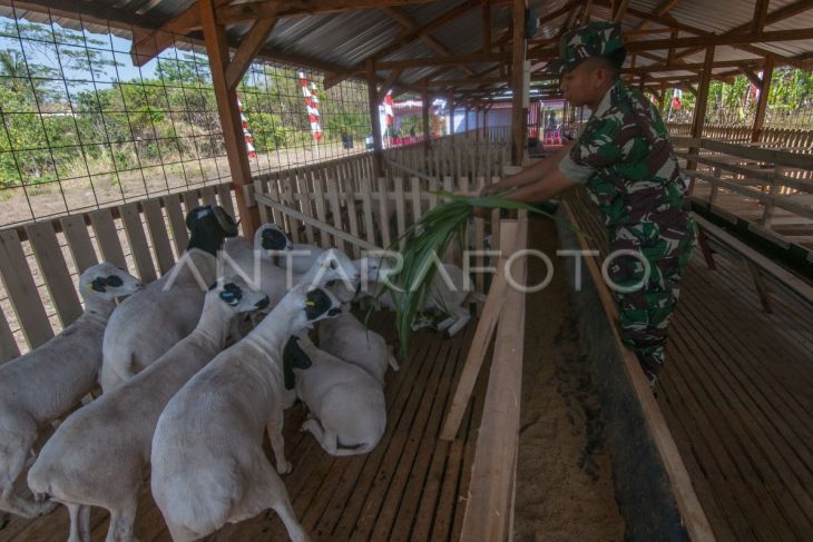 Kandang pembiakan domba di Boyolali