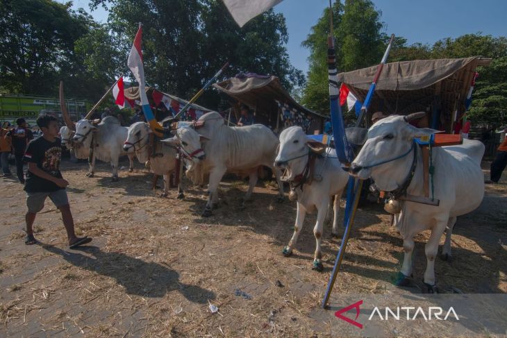 Pawai gerobak sapi di Klaten