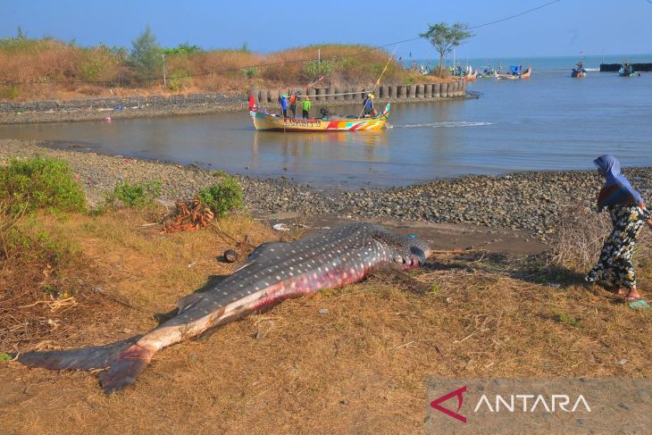 Ikan hiu tutul terjaring nelayandi Jepara