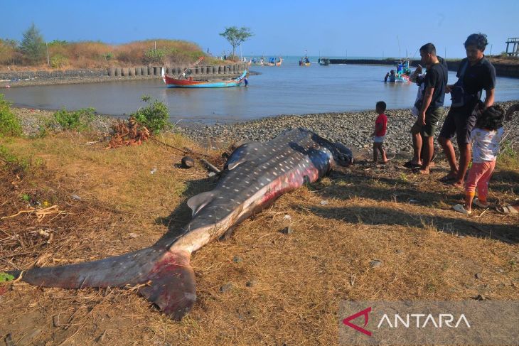 Ikan hiu tutul terjaring nelayandi Jepara