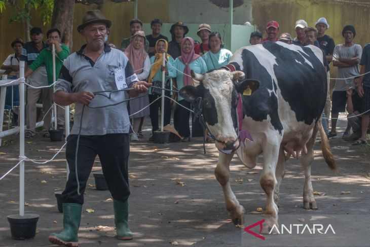 Kontes sapi perah di Salatiga