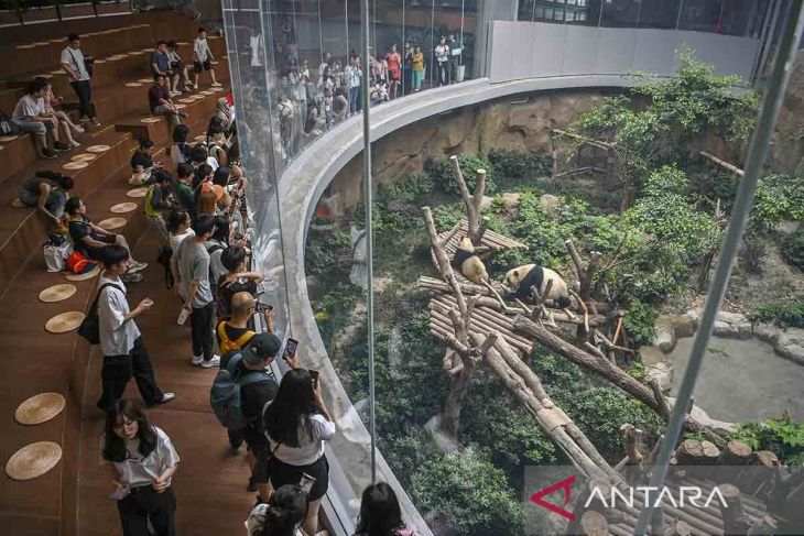 Kunjungi rumah panda menggemaskan di Chengdu