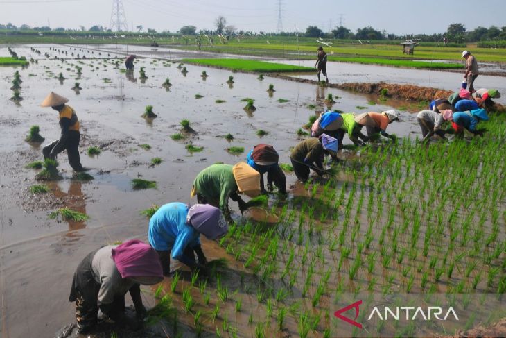 Petani manfaatkan pengairan irigasi dari Bendungan Logung yang telah selesai dibangun Kementerian PUPR