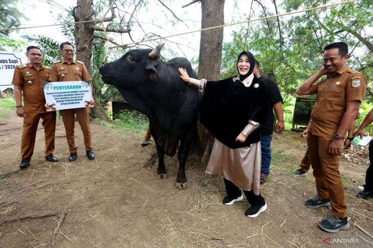 FOTO - Penampakan Sapi Bantuan Presiden Prabowo di Banda Aceh