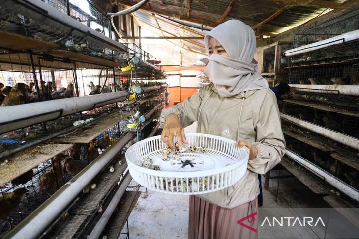FOTO - Pemberdayaan perempuan lewat budidaya puyuh petelur