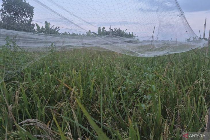 Petani Kota Jambi tunda masa tanam sawah tadah hujan karena pasokan air tiada
