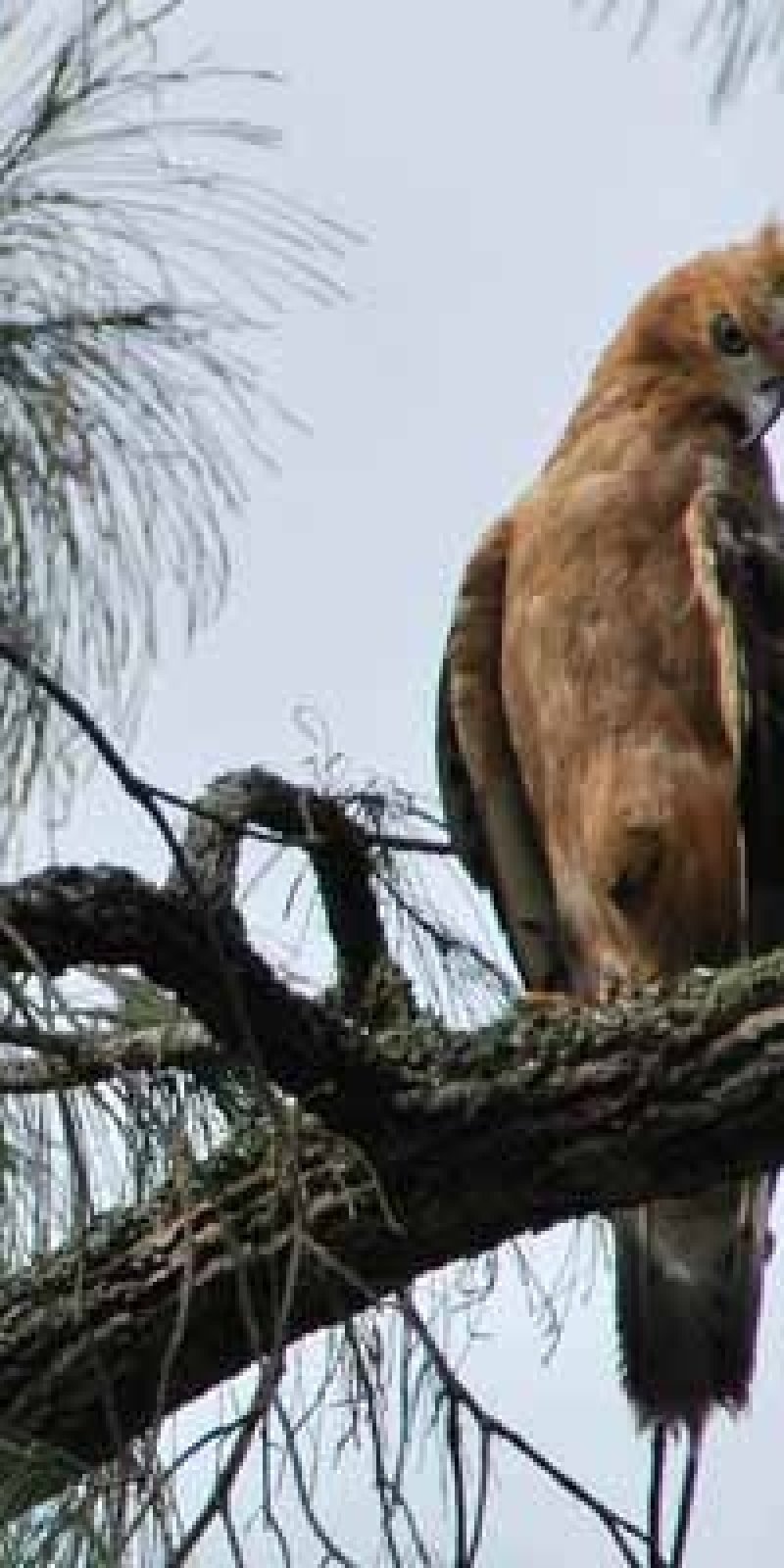 Burung Garuda Dilepasliarkan Di Ekosistem Aslinya Antara News