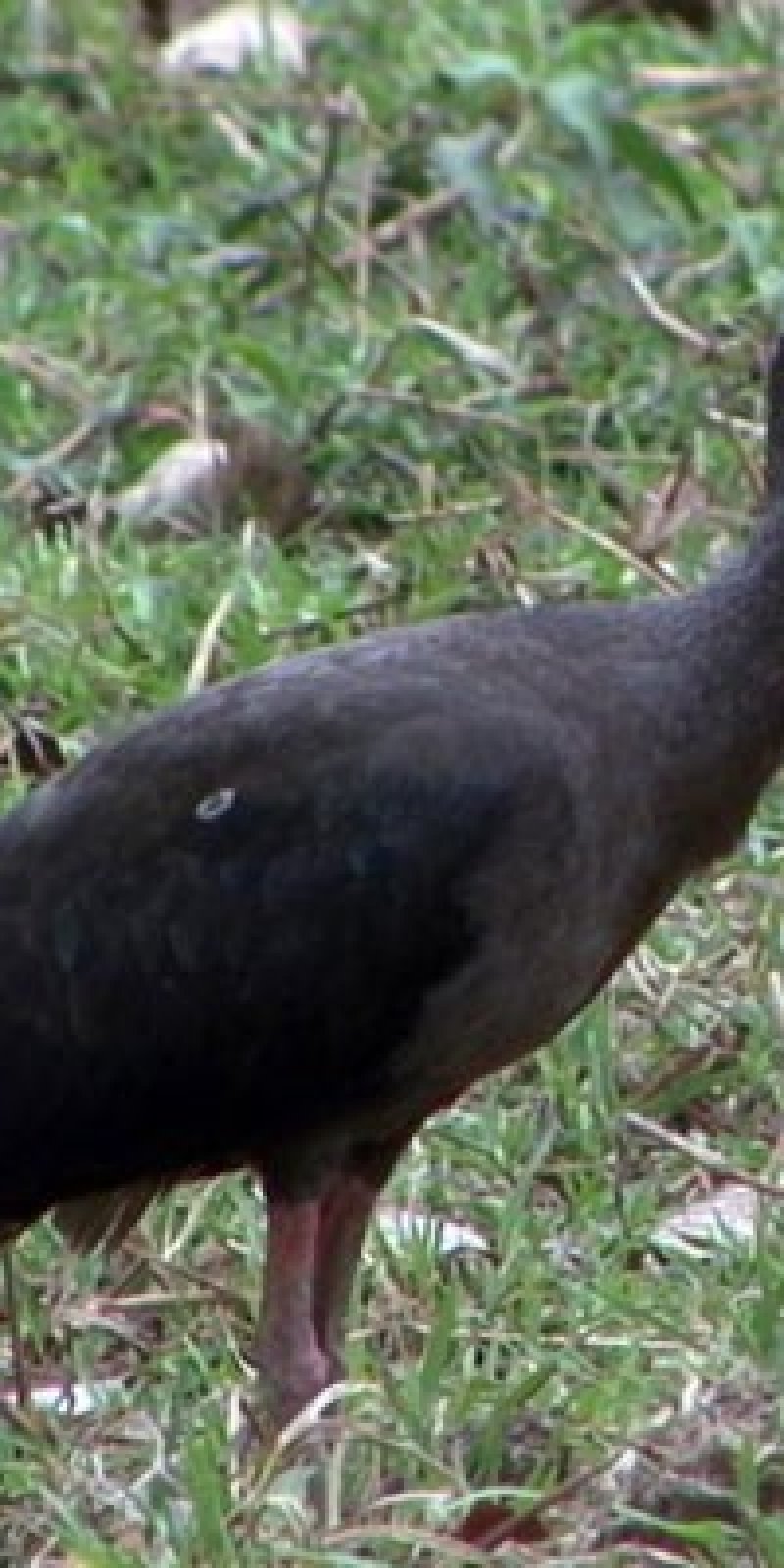 Populasi Burung Ibis Karau Terancam Punah Antara News Megapolitan