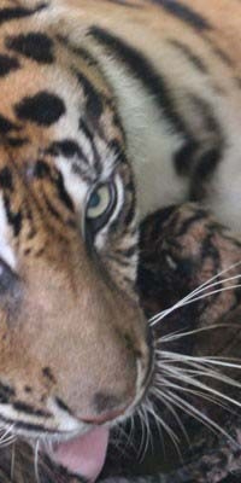 Harimau Terkam Karyawati Di Indragiri Hilir Antara News Bali