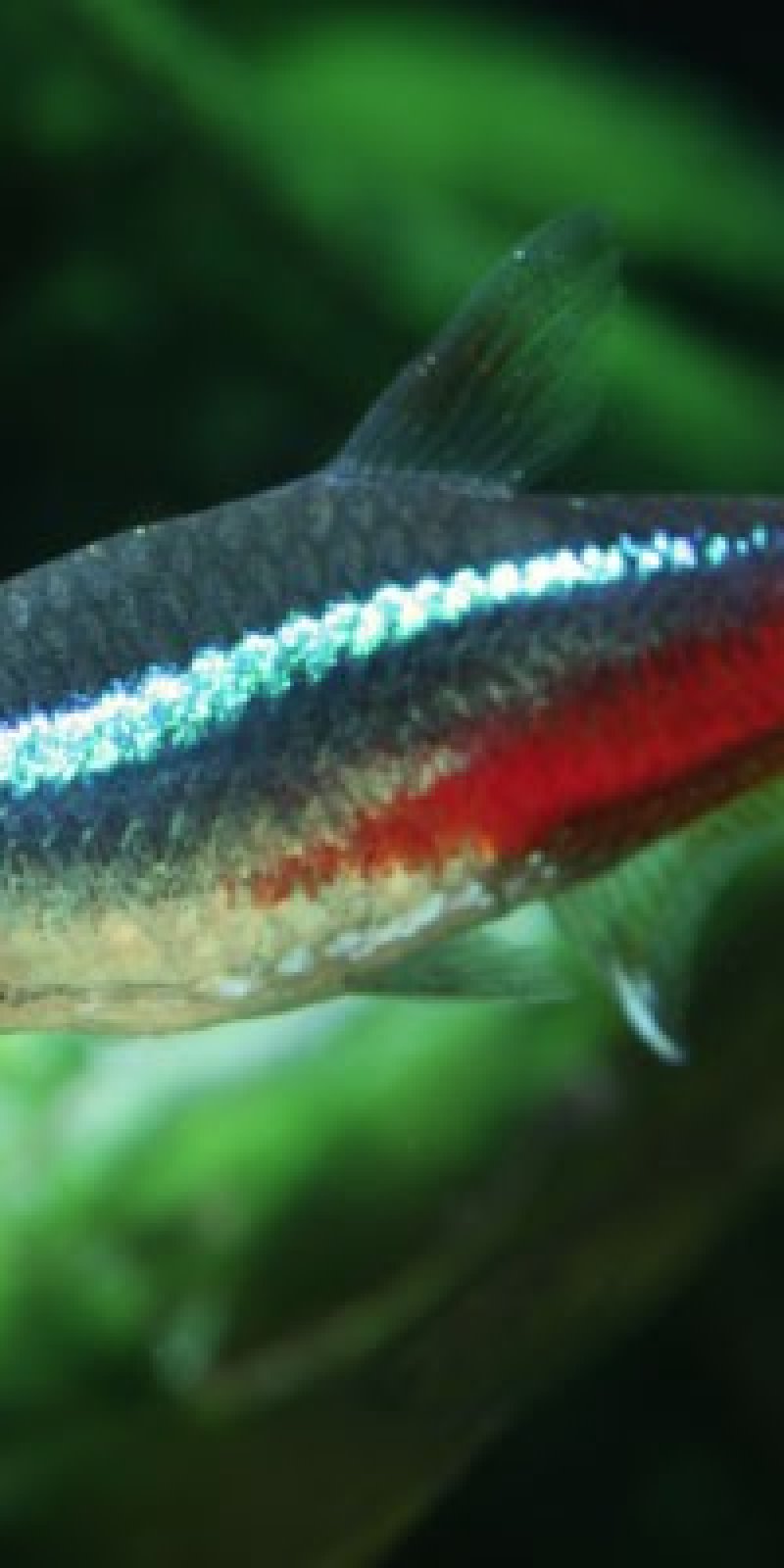 Budidaya Ikan Neon Tetra Menjanjikan Di Bogor Antara News