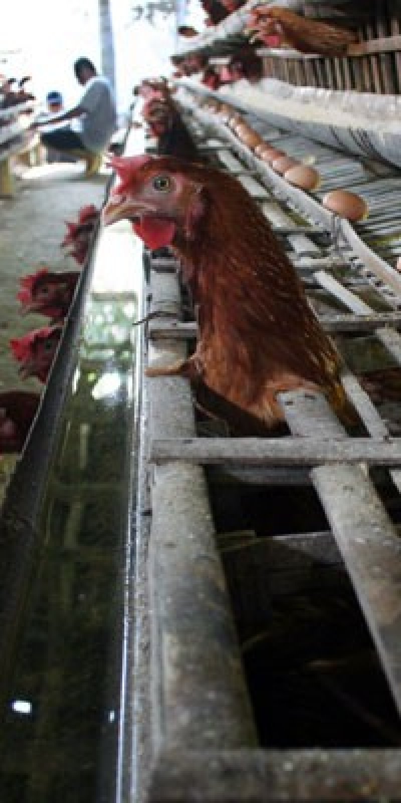 Mukomuko Kembangkan Usaha Peternakan Ayam Petelur Antara News