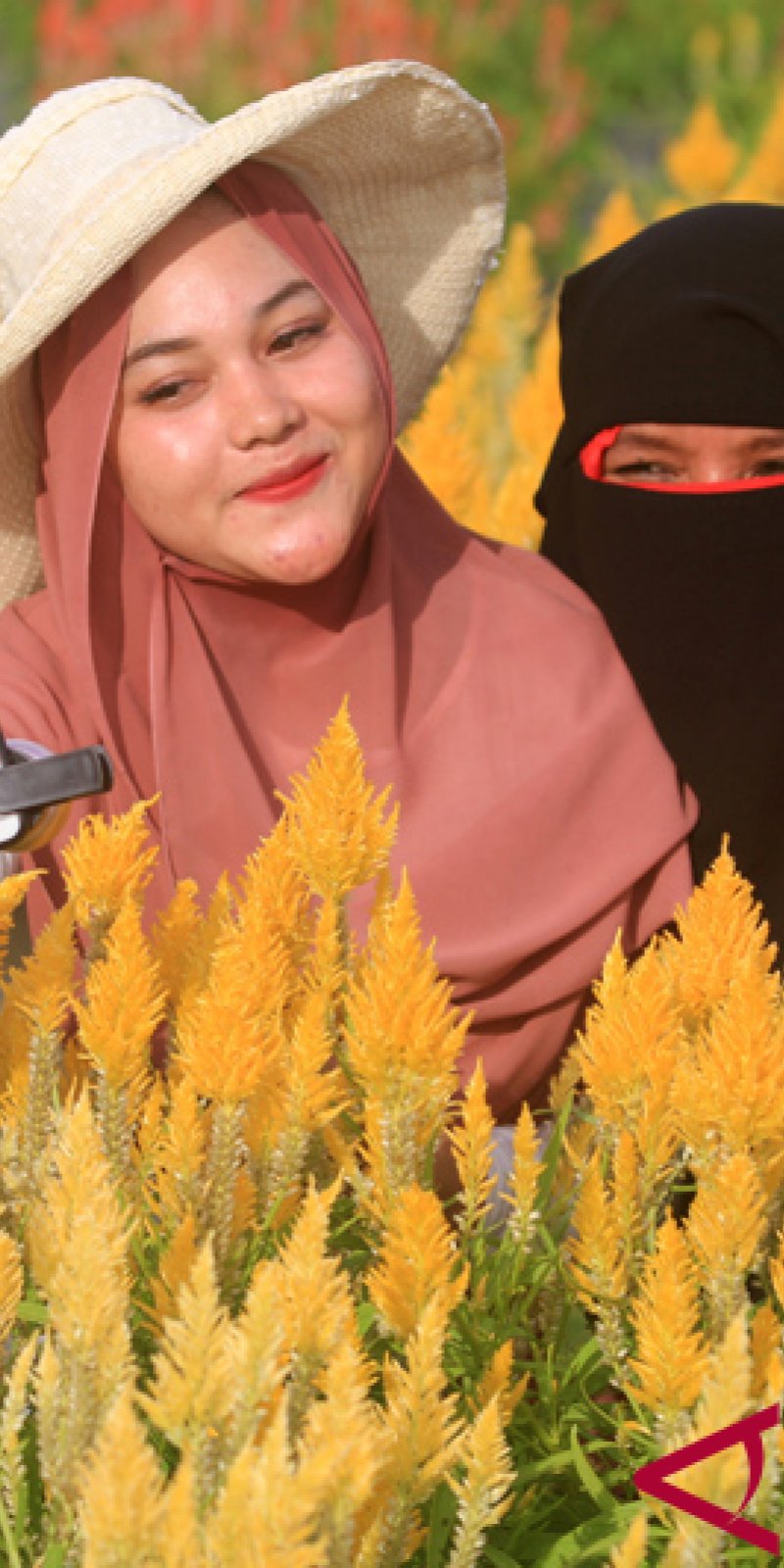 Taman Bunga Jadi Wisata Menarik Di Aceh Jaya Antara News Aceh Taman Bunga Jadi Wisata Menarik Di Aceh Jaya Antara News Aceh