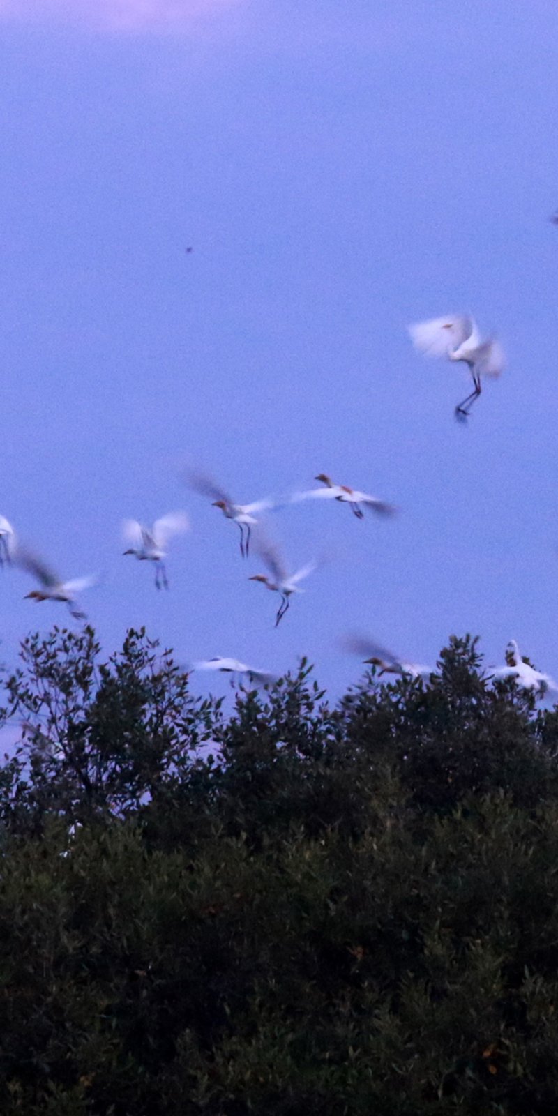 Jumlah Spesies Burung Di Indonesia Bertambah Jadi 1 794 Spesies