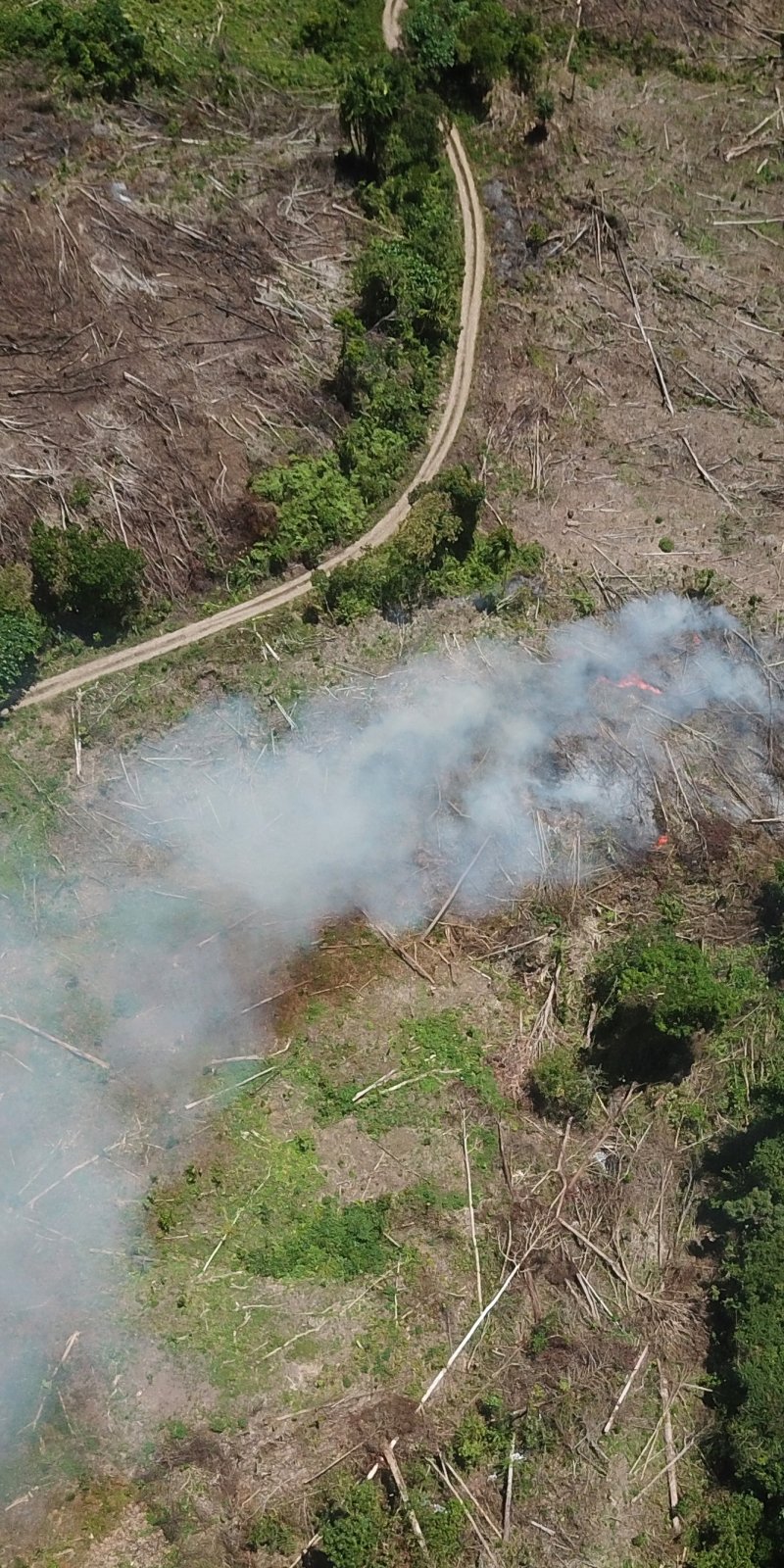 Hutan Berkurang Wabah Menyerbu Antara News Jawa Timur
