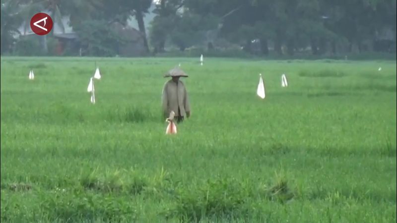 Sulsel cetak 33.700 hektare sawah baru pada 2026