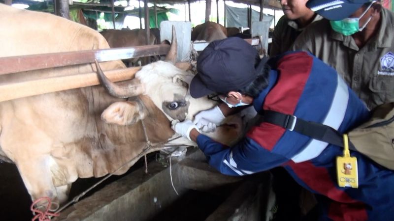 Jelang Idul Adha, Balai Karantina Kalteng perketat masuknya sapi