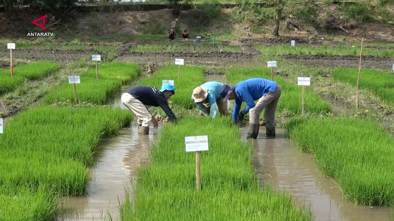 Waspada El Nino, Sumsel tanam pangan di lahan rawa lebak