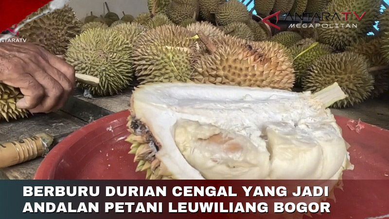 Berburu durian Cengal yang jadi andalan petani Leuwiliang Bogor