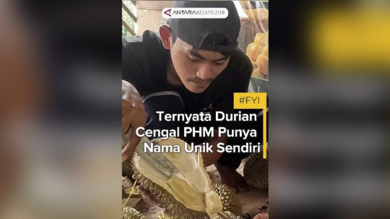 Ternyata durian Cengal PHM punya nama unik sendiri