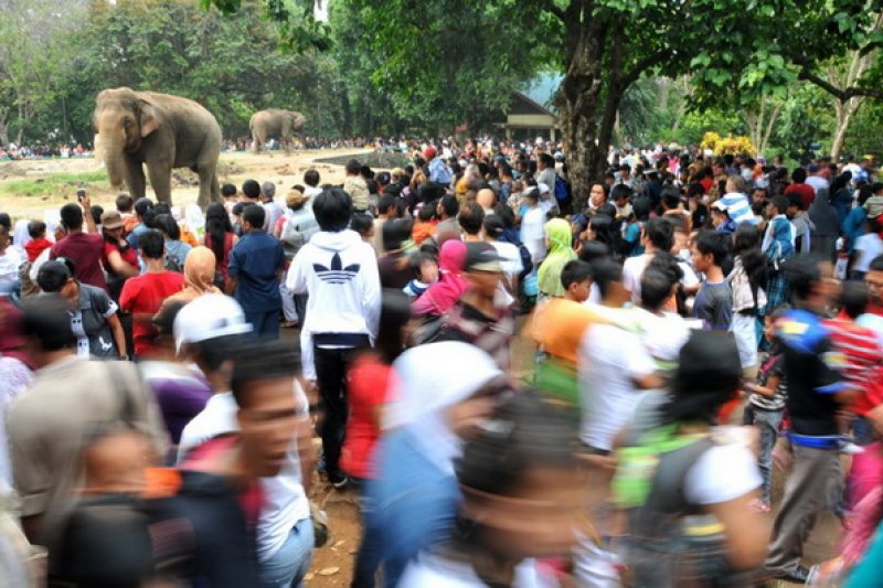 Hari Privasi Satwa Kebun Binatang Ragunan Diundur Antara News