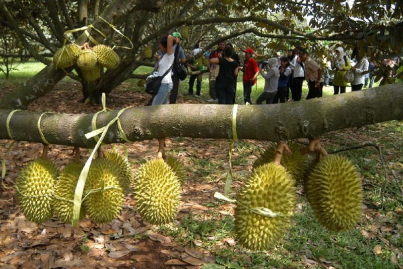 Palembang Segera Miliki Objek Wisata Kebun Buah Antara News