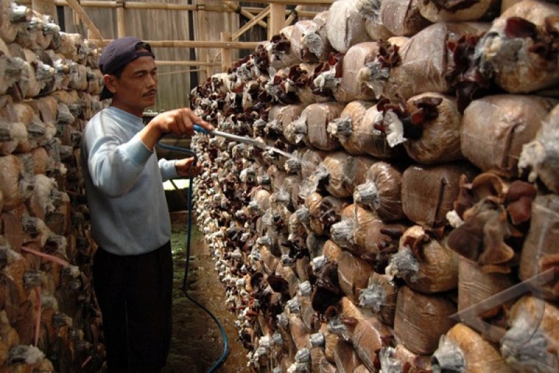 mengenal-black-mold-penyebab-dan-dampaknya-untuk-kesehatan-di-rumah