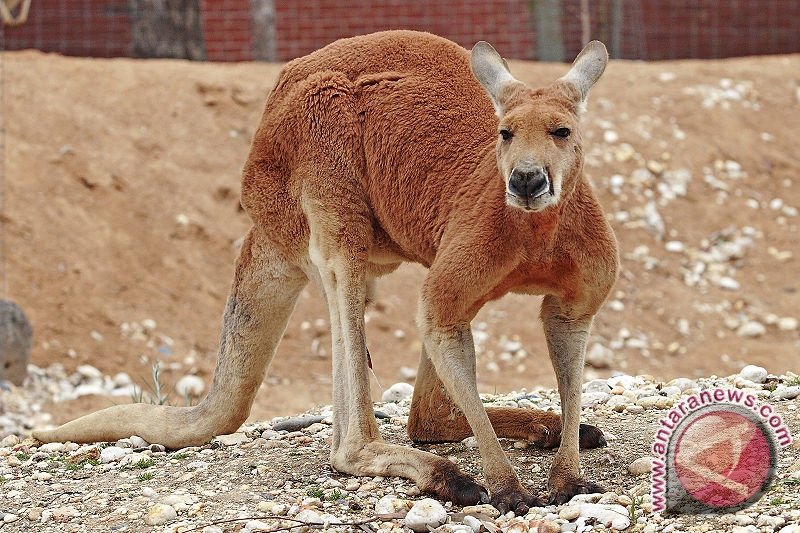 Australia hadapi pro kontra pemusnahan jutaan kanguru