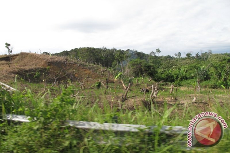 Heboh Manusia Kerdil Di Hutan Way Kambas Antara News Lampung