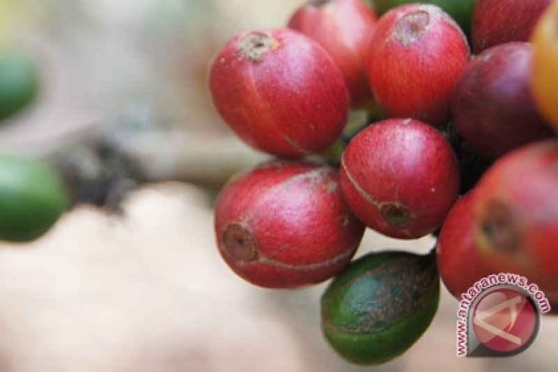 Kualitas Biji Kopi Rubusta Lampung Cukup Baik