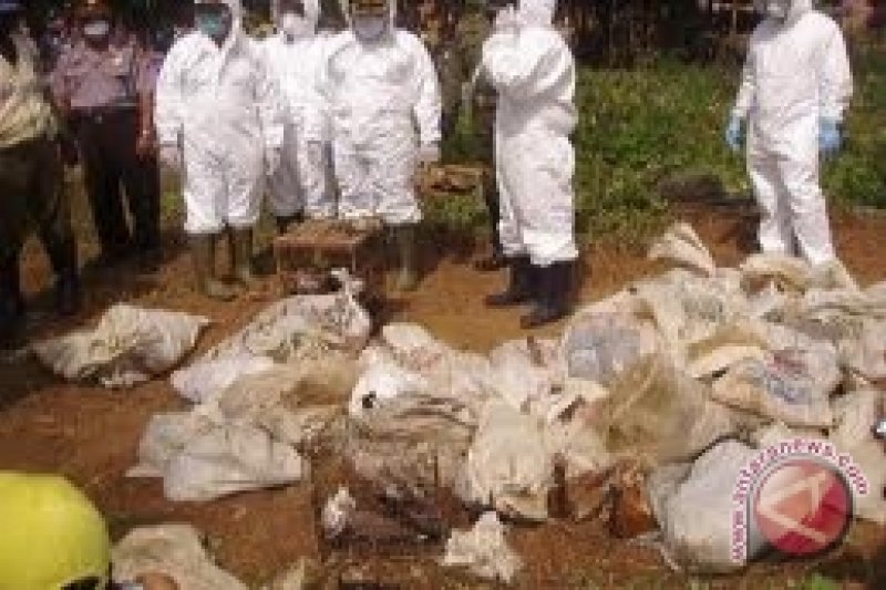 Kematian belasan itik Umbulharjo negatif flu burung