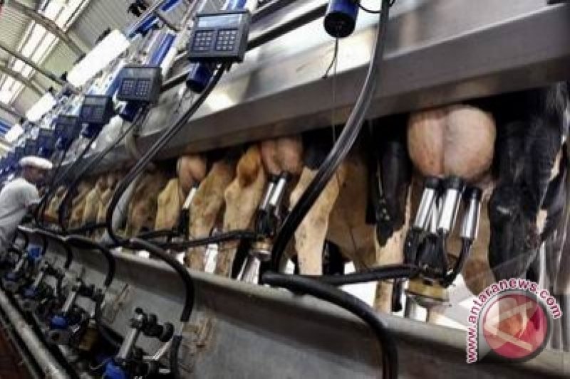Koperasi Susu Sapi Kaliurang Pulihkan Produksi Antara News