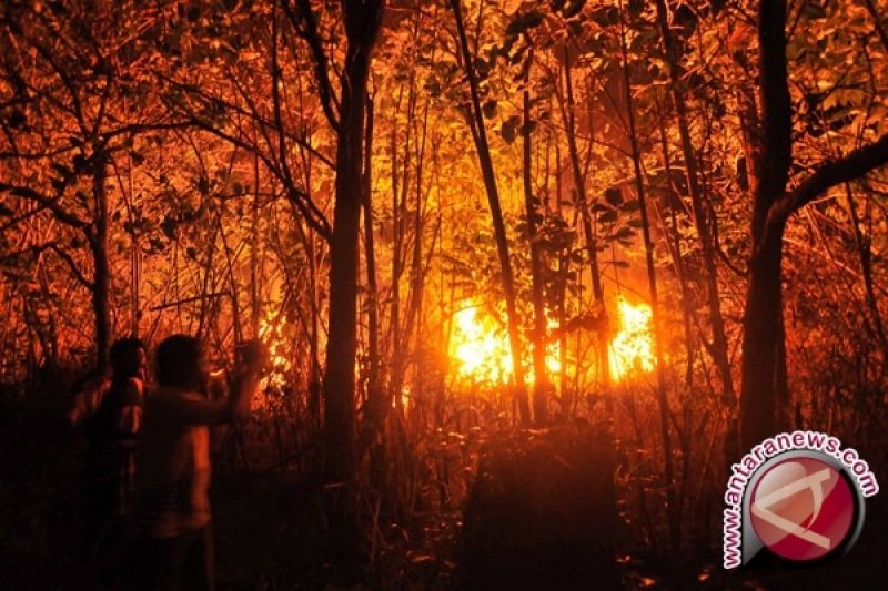 TNGM lakukan penghijauan lahan bekas kebakaran