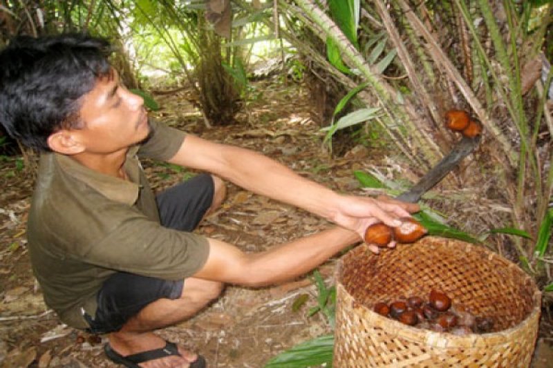 Salak Lampung