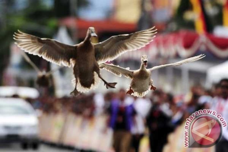 Keunikan Pacu Itiak menjadi daya pikat bagi wisatawan