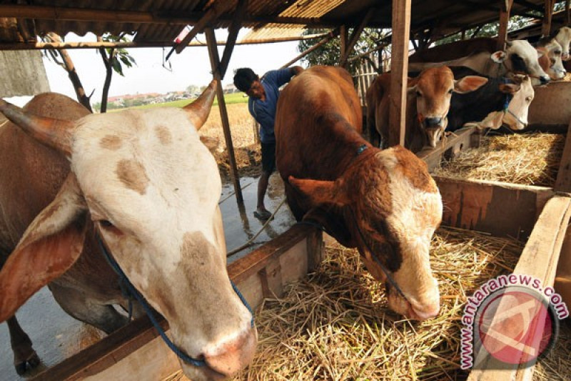 Kementan salurkan 520 sapi potong ke Kaltim - ANTARA News
