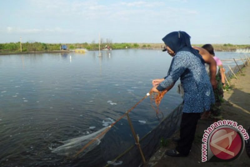 Udang Pasir Mendit