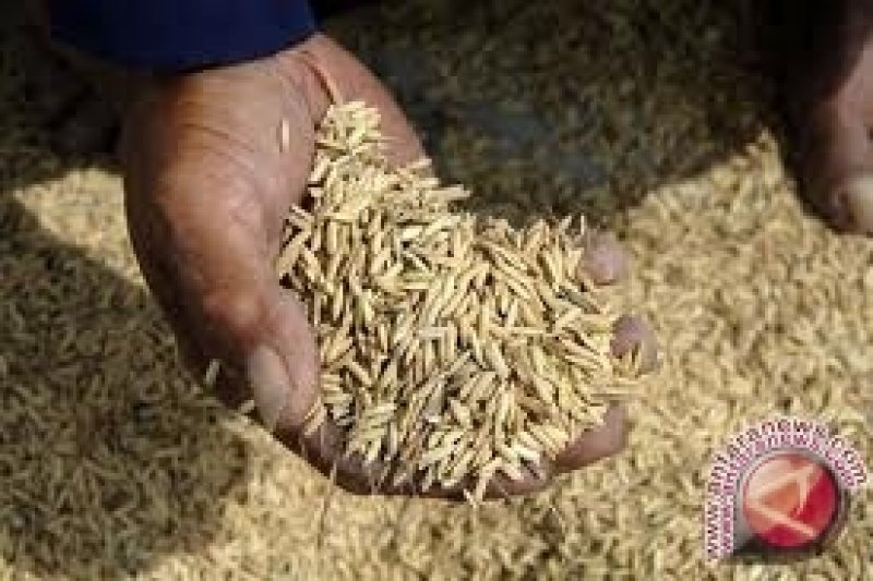 Bulog DIY masih menyerap gabah petani
