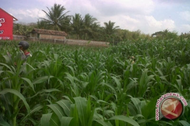 Sebagian lahan di Bantul masih ditanami jagung