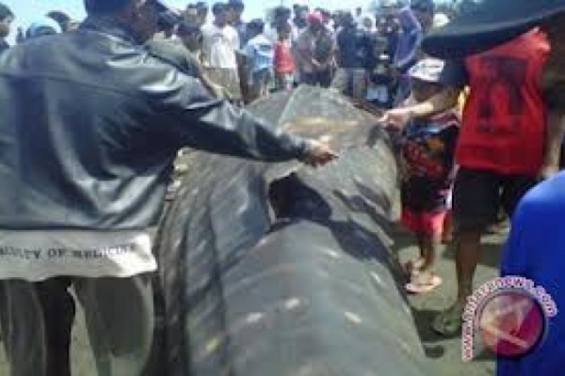 Bangkai Ikan Paus Terdampar di Pantai Sedayu