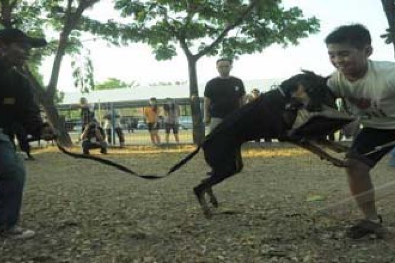 Anjing Pelacak Densus K 9 Antara News Makassar