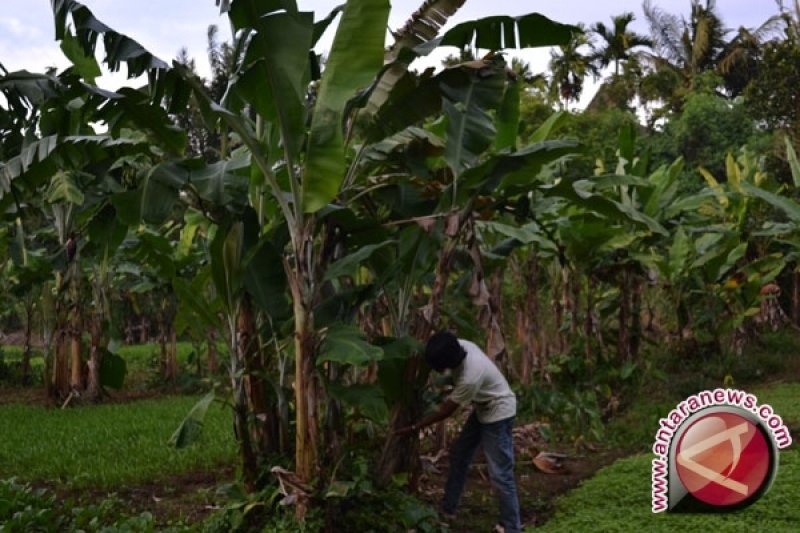 90 persen lahan pekarangan Bantul ditanami pisang