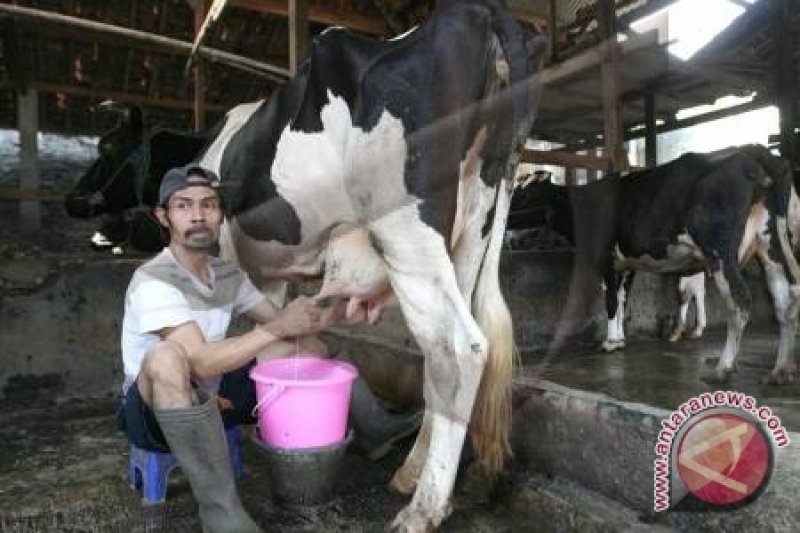 Peternak Sapi perah lereng Merapi mulai pulih