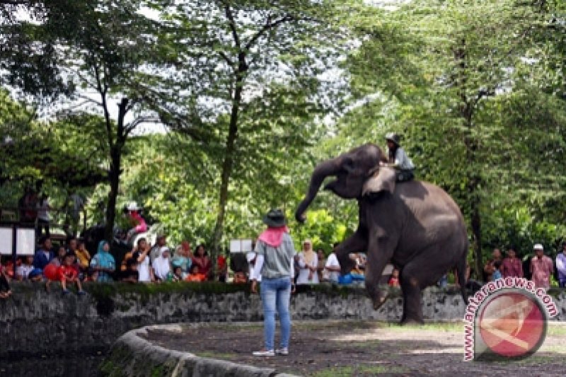 25000 Wisatawan Padati Gembira Loka Zoo Antara News