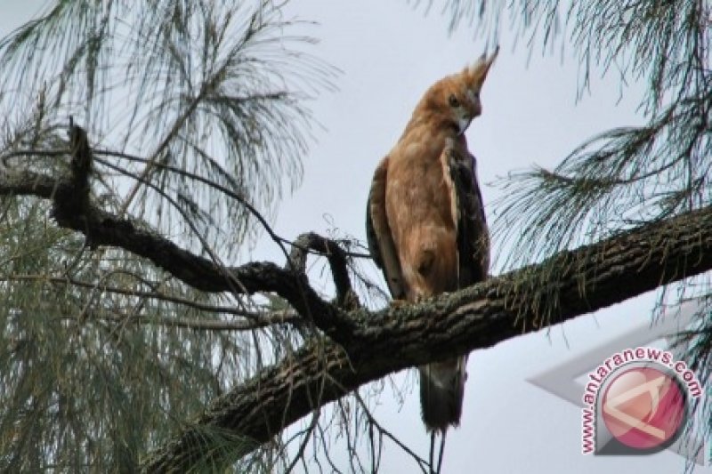 Burung Garuda Berhasil Dilepasliarkan Di Merapi Antara News