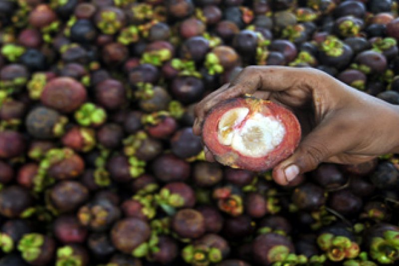 KHASIAT BUAH MANGGIS