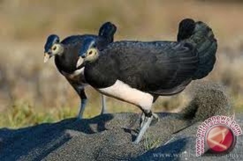 Mengintip Maleo Burung Endemik Di Kawasan Tnll Antara News Palu